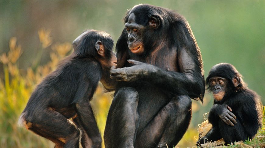 Sabrina Krief a étudié le comportement des chimpanzés, des êtres curieux, politisés et qui se soignent grace aux plantes qu'ils sélectionnent.