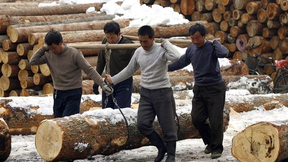CHINA - ENVIRONMENT - FORESTRY ©AFP - SHENYANG,