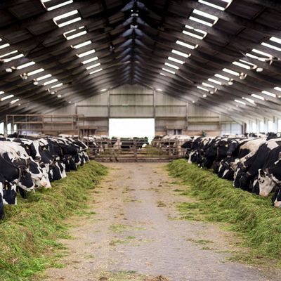 Vaches laitières