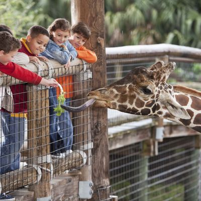 Les enfants au zoo en train de nourrir une Girafe
