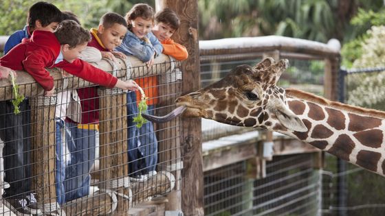 Les enfants au zoo en train de nourrir une Girafe ©Getty - Kali9