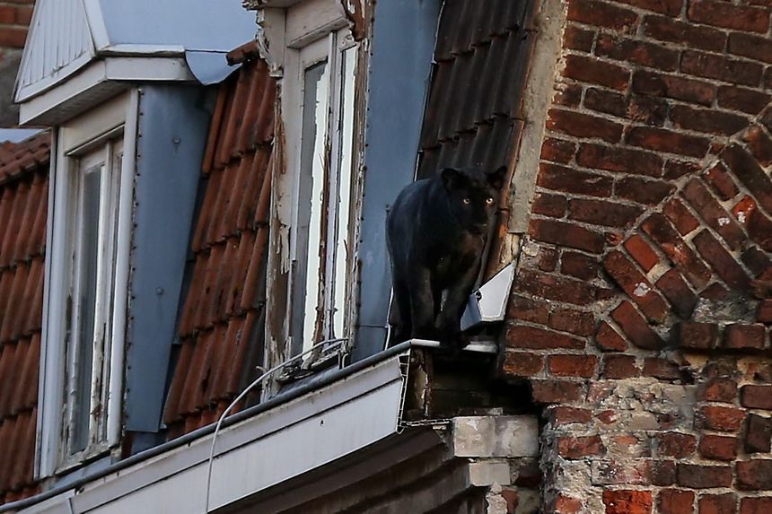 La panthère noire d'Armentières volée au zoo de Maubeuge.