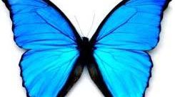 Papillon Morpho