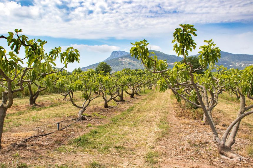 Reputées pour leur terroir, les figues de Solliès Pont sont en AOP