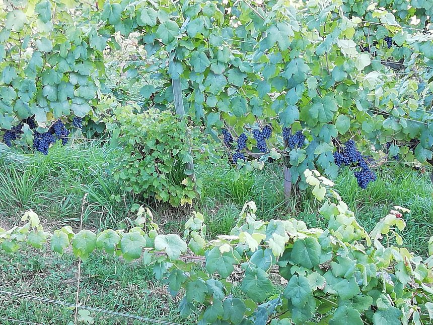 Raisins rouges dans les vignes d'Irouléguy
