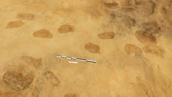 Empreintes de pas retrouvées sur le site de Rozel (Normandie) - © D. Cliquet / Ministère de la Culture