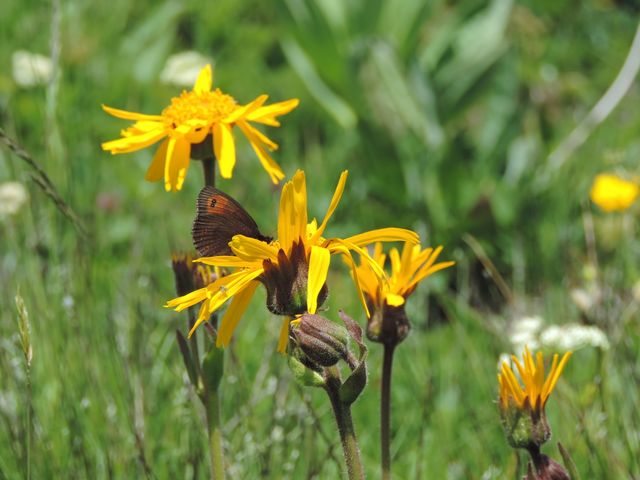 De l'Arnica sur le massif des Vosges
