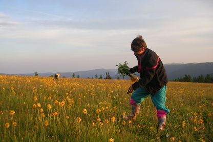 Cueillette de l'Arnica sur le massif des Vosges 