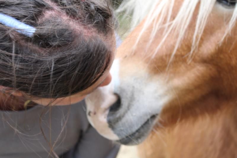 Marion - Mountain Pony