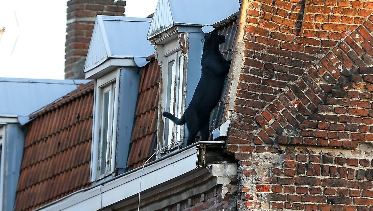 Armentieres La Panthere Agee De 6 Mois A Ete Transferee Au Zoo De Maubeuge