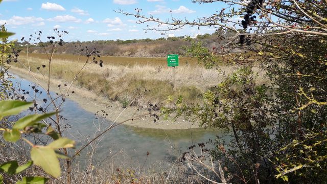 Le marais de Tasdon est situé à 10 minutes à pied du Vieux port de La Rochelle. C'est un marais potentiellement magique pour absorber les émissions de Co2.
