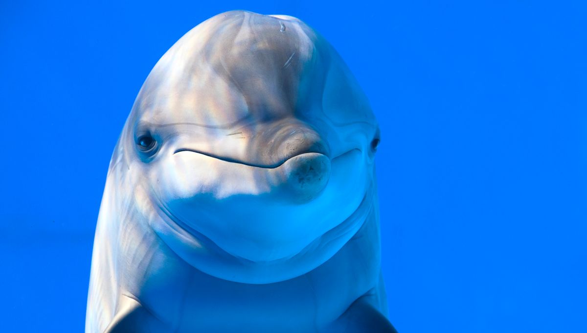 Les Femelles Dauphins Peuvent Elles Avoir Des Orgasmes