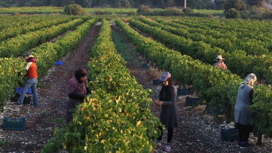 Travail des saisonniers ©Getty