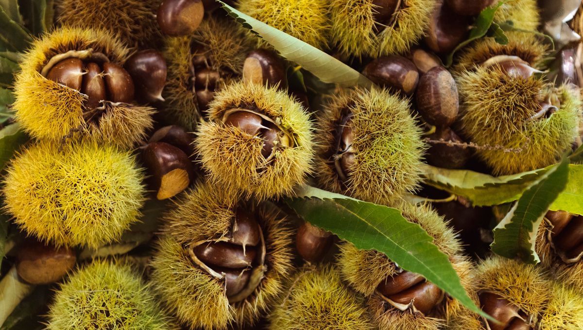 Flore alpine la châtaigne un fruit très nutritif