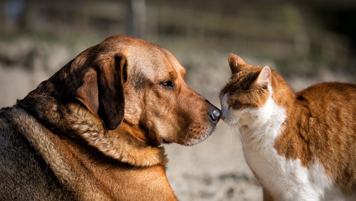 Vos animaux de compagnie