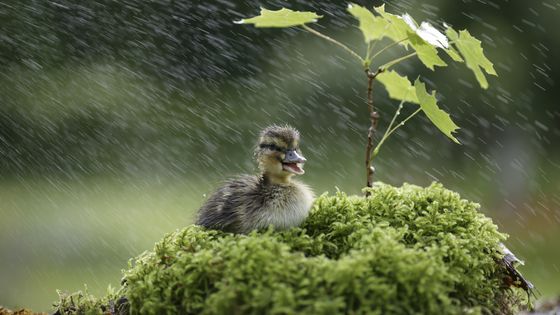 Habiter en oiseaux ©Getty - Nacivet