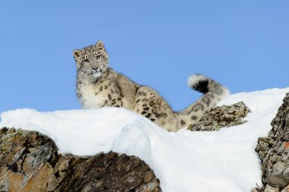 Une panthère des neiges à Kalispell, dans l'Etat du Montana, Etats-Unis Une panthère des neiges à Kalispell, dans l'Etat du Montana, Etats-Unis