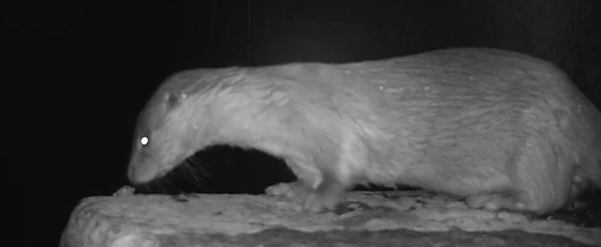 Loutre photographiée de nuit en septembre 2019