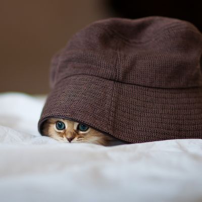 Pourquoi avoir peur de la peur ?