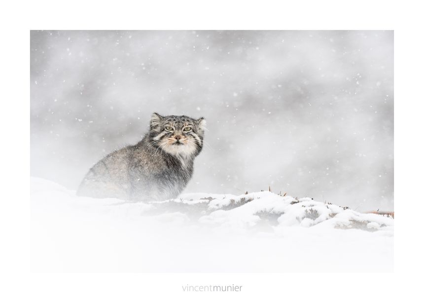Sur les traces de la panthère des neiges.