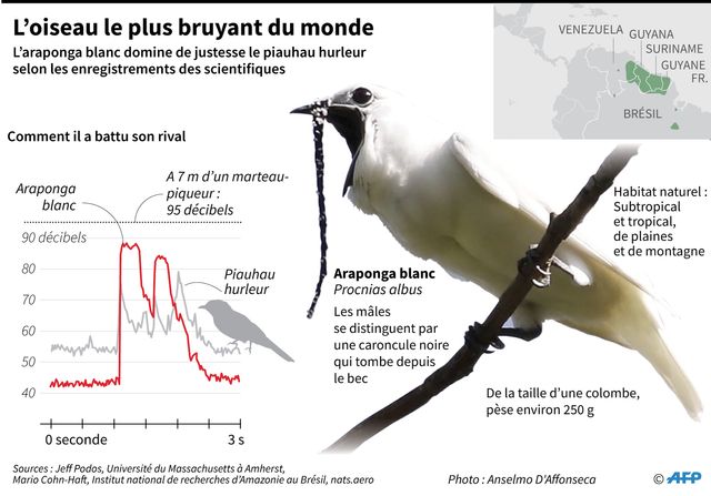L'oiseau le plus bruyant du monde, mais pour la bonne cause...