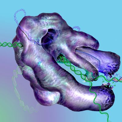 Image de la protéine CRISPR-9 qui agit tel un "ciseau" à ADN.