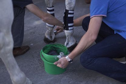 Cheval (Photo d'illustration) Cheval (Photo d'illustration)