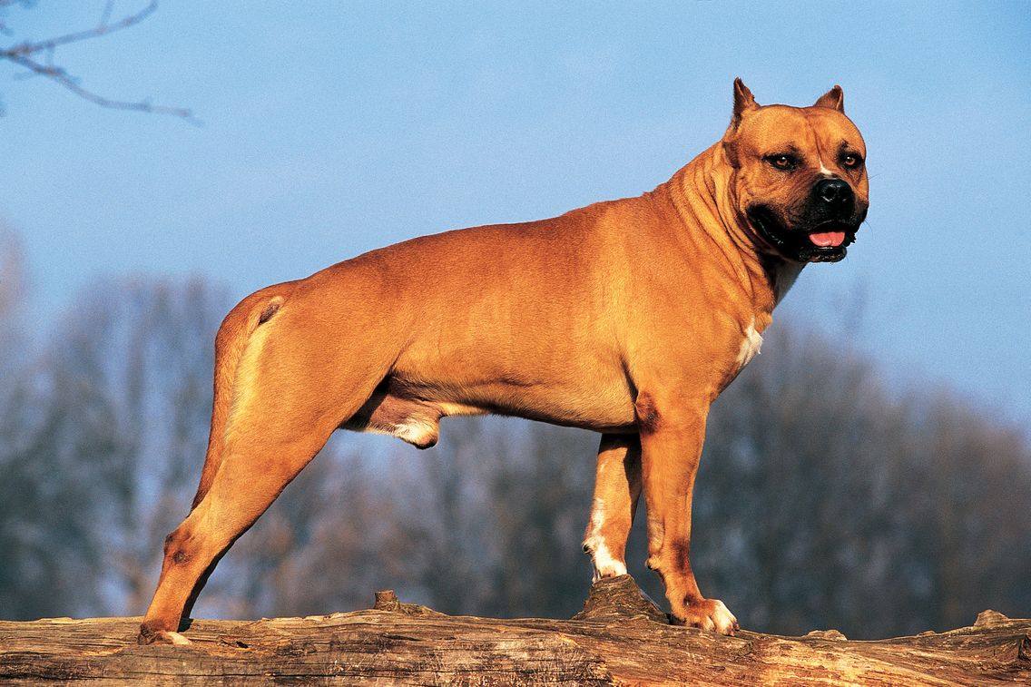 Vous Avez Frappe Votre Mere Votre Sœur Et Casse Une Dent De Votre Pitbull