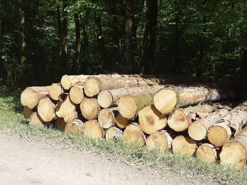 Coupe de bois dans une forêt de Haute-Marne.