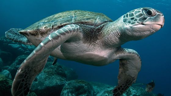 La tortue verte, une espèce en danger ©Getty - Gerard Soury