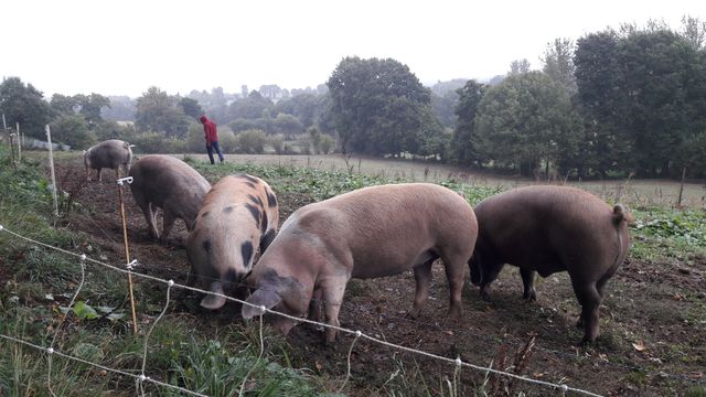 Les cochons de la ferme du Bigna ne mangent que des céréales et des graines "maison"