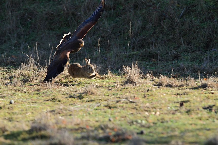 Une buse de Harris en pleine chasse.