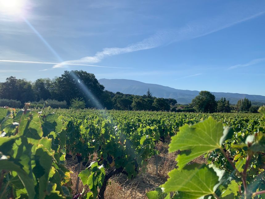 les vignes et le verger