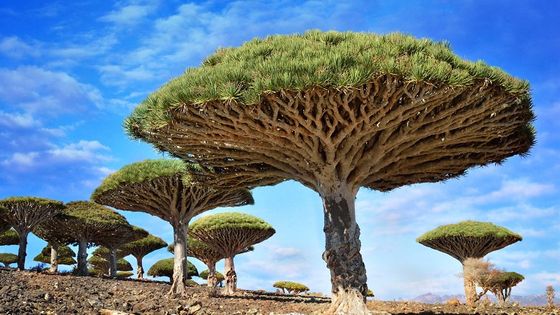 Les dragonniers sont des arbres emblématiques de l'archipel de Socotra au Yémen - Mark W. Moffett