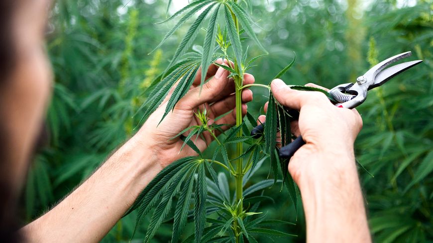 Le cannabis thérapeutique débarque en France