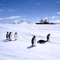 Manchots empereurs sur la banquise en Antarctique (1995)