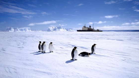 Manchots empereurs sur la banquise en Antarctique (1995) ©Getty - © François Lochon / Gamma-Rapho