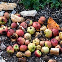 Décharge de déchets organiques avec des restes de fruits et du pain en décomposition