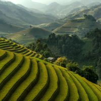 Sauver la beauté du monde. Ici des rizières au Vietnam