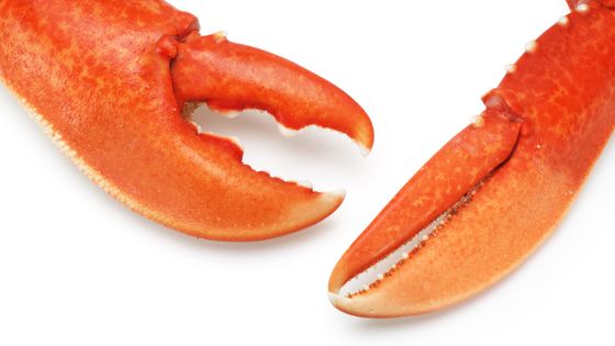 'j'ai des pinces de homard à la place des mains', Sunaura Taylor ©Getty - JohnGollop