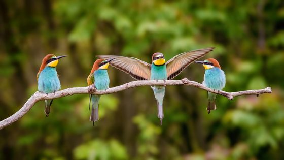 Il faut sauver les oiseaux ! ©Getty - Péter Hegedűs