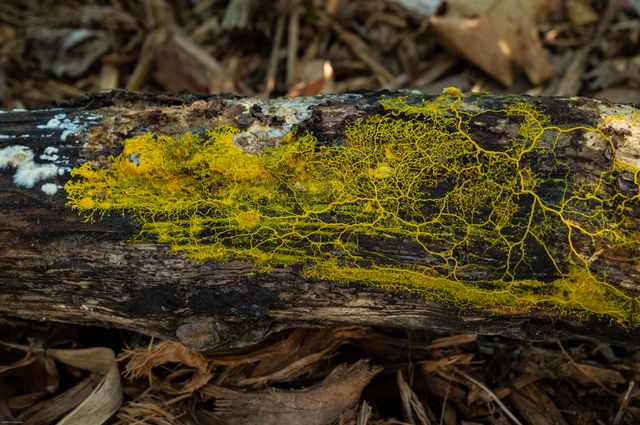 À raison d'un à quatre centimètres par heure, physarum polycephalum, communément appelé le "blob", rampe et grandit si les conditions sont propices.
