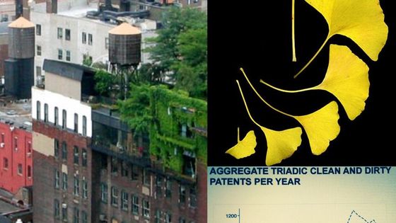 New York, Lower Manhattan (419 Lafayette St) en 2003/ feuilles de Ginkgo en 2003 / industrie sale et propre, extrait supports de P. Aghion• - Alyson Hurt /Joe Schneid wikicommons / P. aghion, Collège de France