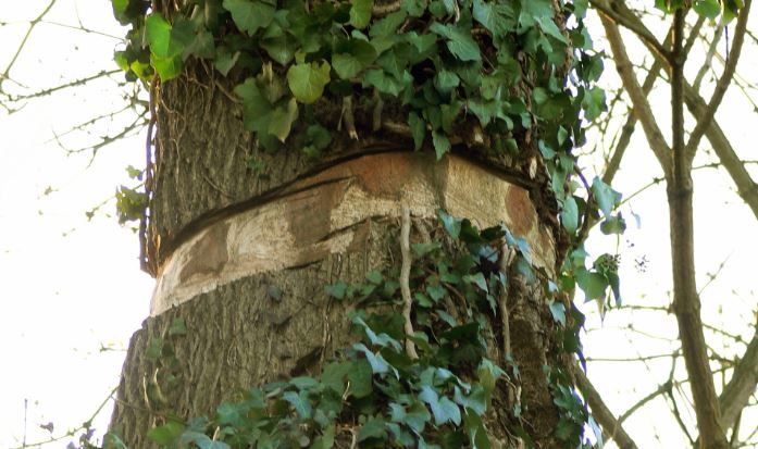 La méthode de cerclage d'un arbre consiste à couper son écorce pour limiter les flux de sève.