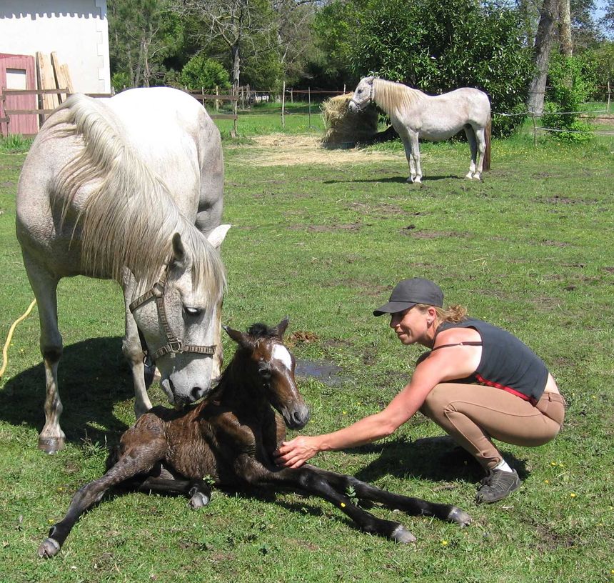 Célia Le Corre, éleveuse de chevaux espagnols à Labrit.