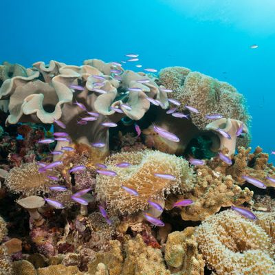 Grande barrière de corail, Australie