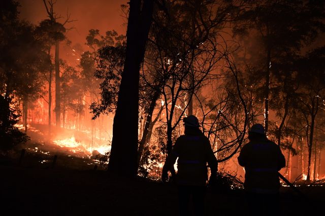 Les flammes ravagent des hectares de forêt.