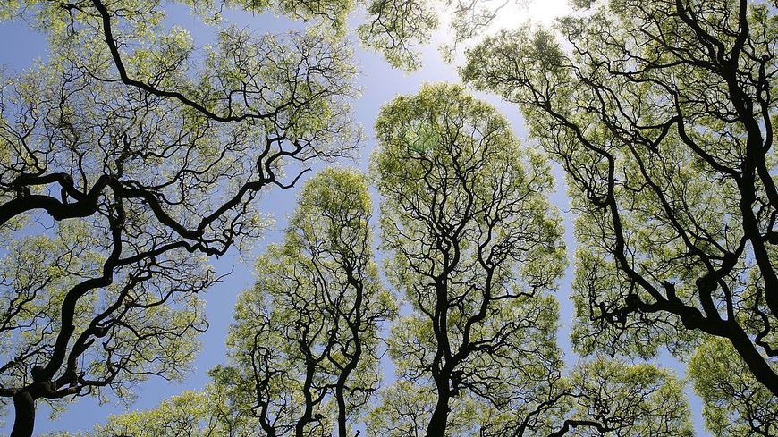 La couronne de timidité des arbres sur la place San Martín à Buenos Aires.