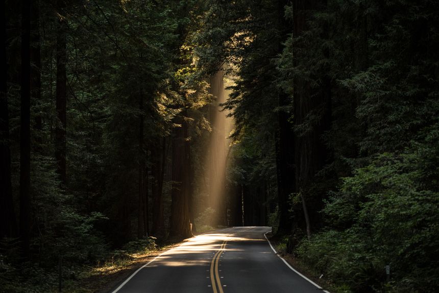 La couronne de timidité pourrait avoir pour but de laisser filtrer la lumière pour faciliter la photosynthèse et le développement des jeunes arbres de la même espèce.
