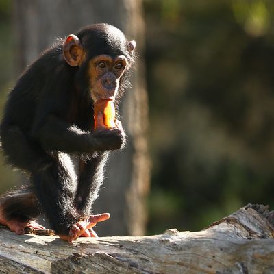 Un bébé chimpanzé apprécie une friandise glacée au Zoo de Taronga, fournie par les gardiens en raison des températures élevées prévues en novembre 2015 à Sydney (Australie).
